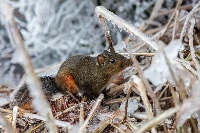 微软：一旦收购成功 PS版COD甚至比Xbox版还好