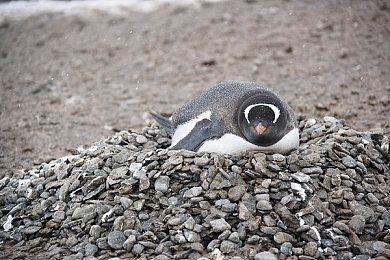 《蓝色协议》角色创建视频 捏个大胸美女玩！